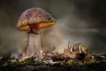 Картинка животные улитки мох гриб макро улитка