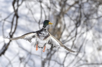 Картинка животные утки зима птица полет природа утка