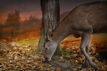 Картинка животные олени ствол дерево олень животное природа осень