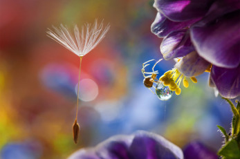 Картинка животные пауки капля макро тычинки паучок цветок парашютик вода