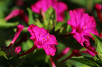 Картинка цветы мирабилис+ ночная+красавица мирабилис дача цветение природа красота лето