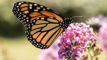 Картинка животные бабочки +мотыльки +моли бабочка brightness butterfly colors расцветка яркость