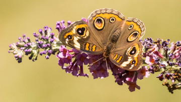 Картинка животные бабочки +мотыльки +моли порхание цветы бабочка