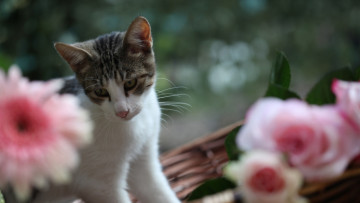 Картинка животные коты цветы морда