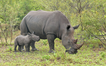 обоя животные, носороги, носорог