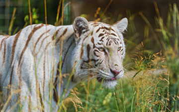 Картинка животные тигры морда растения