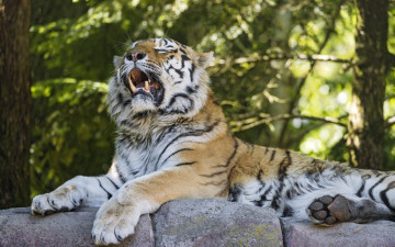 Картинка животные тигры растения отдых