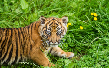 Картинка животные тигры растения тигренок