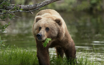 Картинка животные медведи хищник животное медведь природа вода