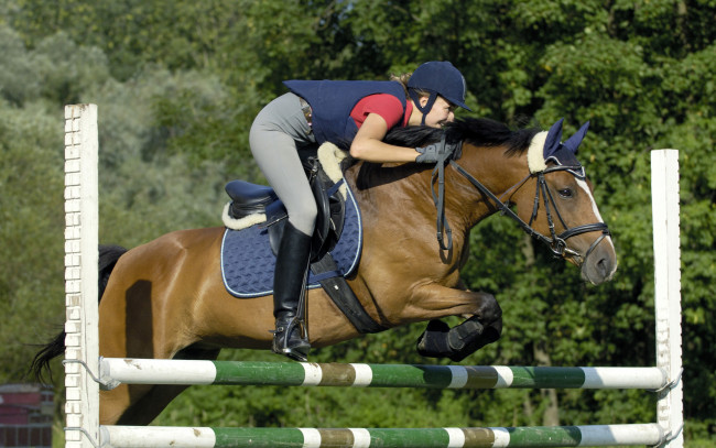 Обои картинки фото спорт, конный спорт, девушка, в, спортивной, униформе, перепрыгивает, через, барьер, на, лошади