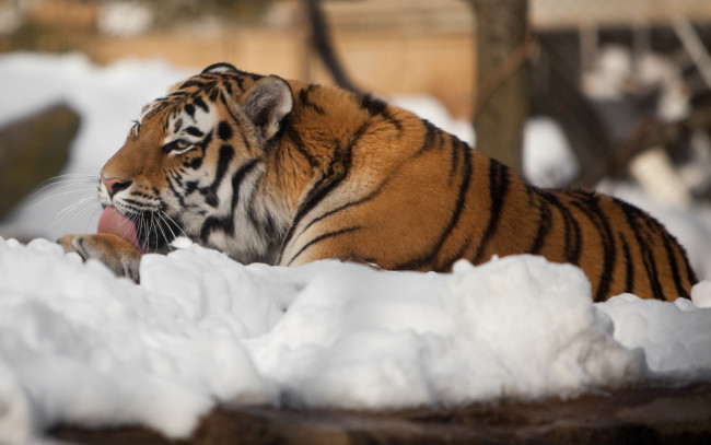 Обои картинки фото животные, тигры, снег, отдых
