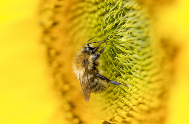 Обои картинки фото животные, пчелы,  осы,  шмели, пыльца, пчела, подсолнух, макро