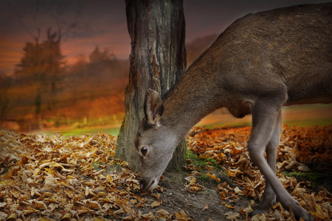 Обои картинки фото животные, олени, ствол, дерево, олень, животное, природа, осень