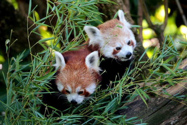 Обои картинки фото животные, панды, природа, еда, ветки, пара, бамбук