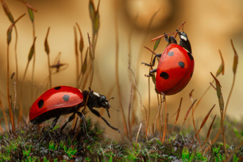 Картинка животные божьи+коровки макро насекомые жуки парочка божьи коровки травинки