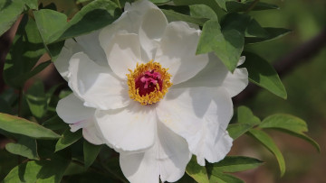 Картинка цветы пионы белый пион макро