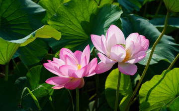 Картинка цветы лотосы розовые листья