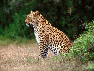 обоя the, lookout, leopard, животные, леопарды
