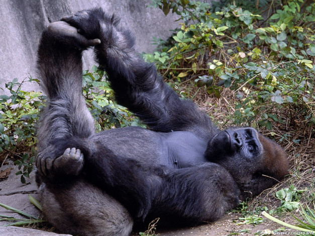 Обои картинки фото горилла, животные, обезьяны