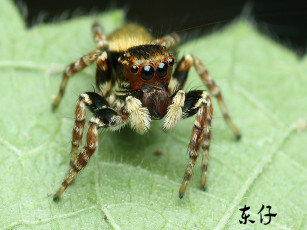 Картинка животные пауки