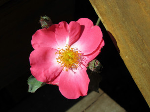 Картинка цветы шиповник тёмный розовый лепестки