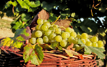 Картинка еда виноград корзина урожай гроздья