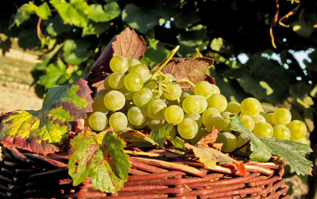 Обои картинки фото еда, виноград, корзина, урожай, гроздья
