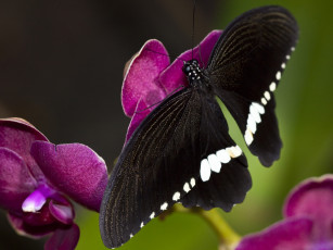Картинка животные бабочки цветок крылья