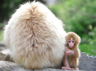 Картинка животные обезьяны малыш мама спина милый