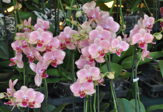 Картинка цветы орхидеи розовый много