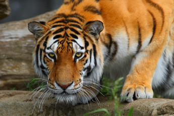 Картинка животные тигры морда красавец