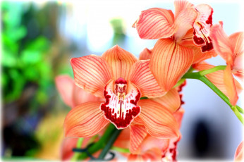 Картинка цветы орхидеи оранжевый экзотика