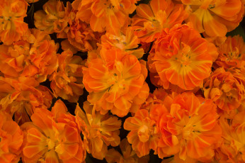 Картинка цветы тюльпаны лепестки оранжевый