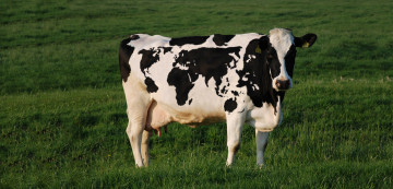 Картинка животные коровы буйволы green world cow grass