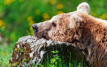 Картинка животные медведи камень медведь