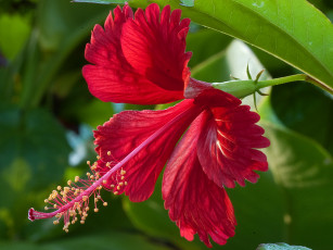 Картинка цветы гибискусы красный гибицкус