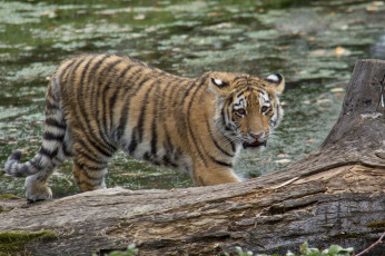 Картинка животные тигры тигренок детеныш амурский тигр
