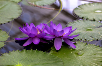 Картинка цветы лилии водяные нимфеи кувшинки лиловый