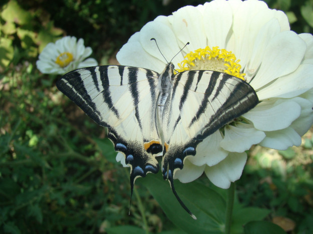 Обои картинки фото животные, бабочки, цветы