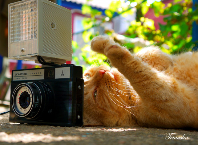 Обои картинки фото животные, коты, лапка, фотоаппарат, котик