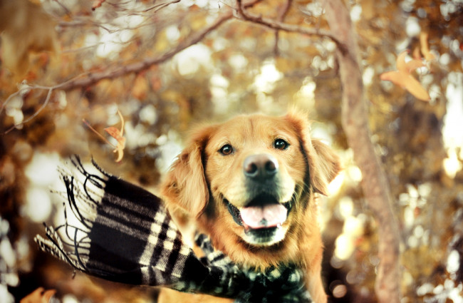 Обои картинки фото животные, собаки, осень, шарф, радость, ретривер