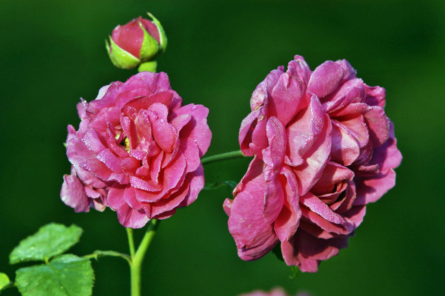 Обои картинки фото цветы, розы, роза, бутон, лепестки