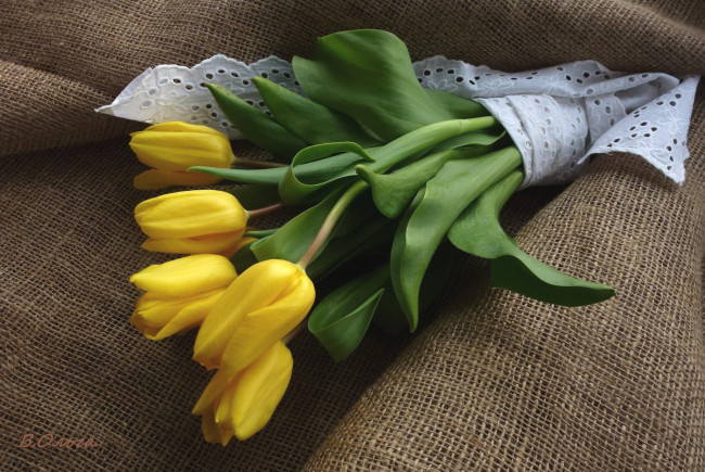Обои картинки фото цветы, тюльпаны, букет, желтый