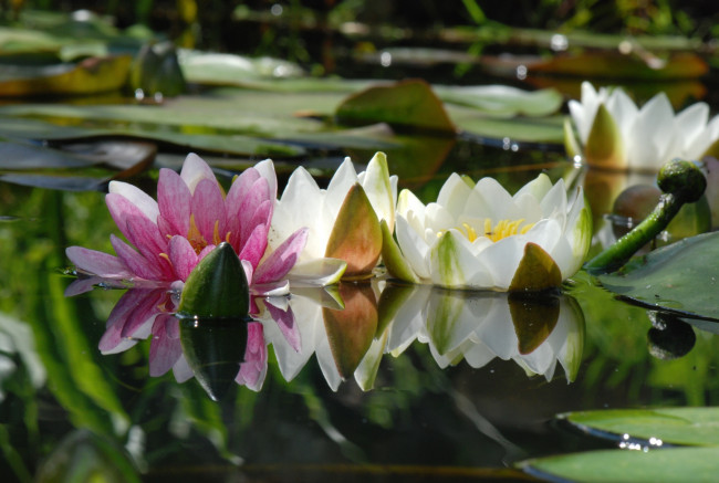 Обои картинки фото цветы, лилии, водяные, нимфеи, кувшинки, отражение, вода