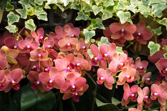 Картинка цветы орхидеи flowering orchids цветение flowers
