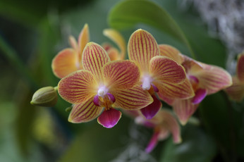 Картинка цветы орхидеи лепестки яркая орхидея цветение