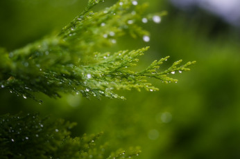 Картинка природа макро зеленый лето блеск капли ветка