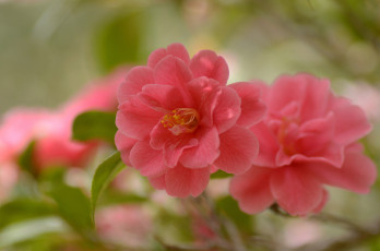 Картинка цветы камелии розовая бутон камелия нежность цветение листья лепестки