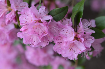 Картинка цветы рододендроны+ азалии цветение розовая листья азалия цветки лепестки