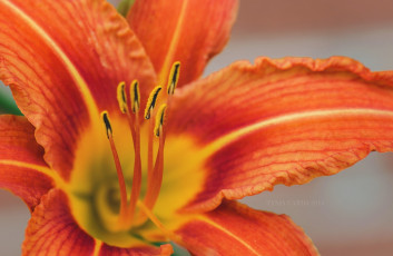 Картинка цветы лилии +лилейники лепестки макро оранжевый